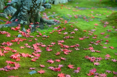 Image of leaves on grass