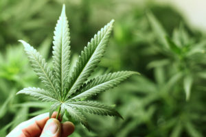 Photo of cannabis leaf